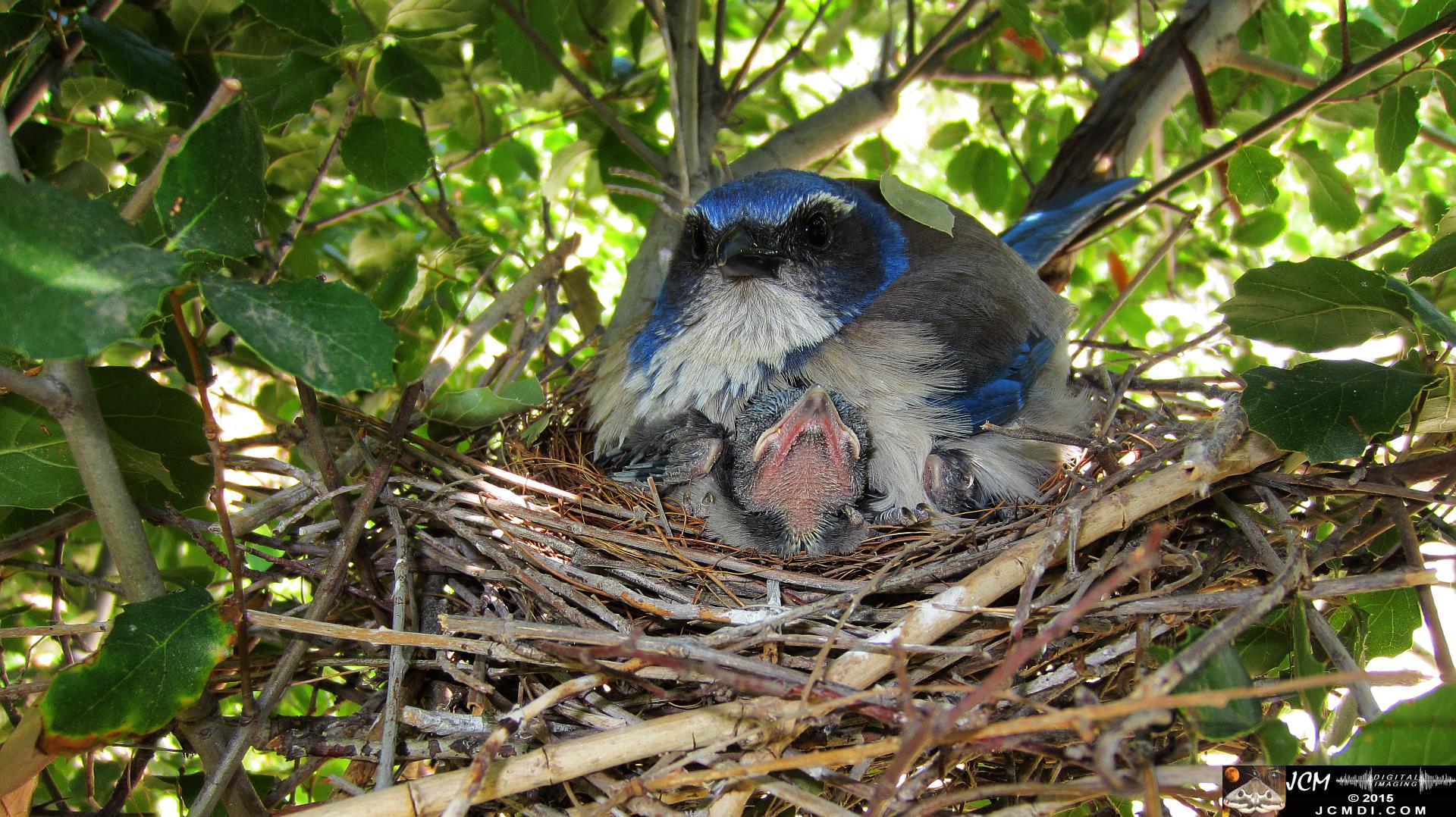 Scrub Jay Nest Documenatry with chicks
